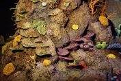 coral-cove-cropped