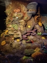 coral cove