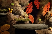 coral cove2-cropped
