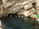 Auk display
