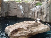 Captive Inca tern display