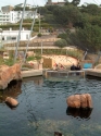 Sea duck display