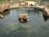 Sea duck display
