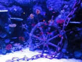 Ships wheel
