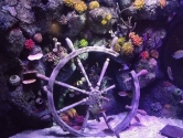 replica-ships-wheel-coral