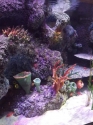 coral-reef-detail-2