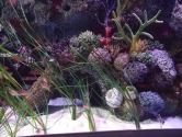 coral-reef-detail-3