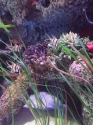 coral-reef-detail-4