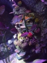 coral-reef-detail
