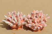 Just some of our huge range of corals