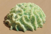 Just some of our huge range of corals