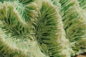 Just some of our huge range of corals