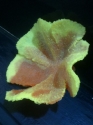 Just some of our huge range of corals