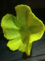 Just some of our huge range of corals