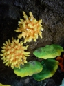 Just some of our huge range of corals