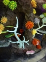 Just some of our huge range of corals