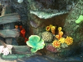Just some of our huge range of corals