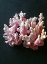 Just some of our huge range of corals