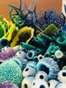 Blues coral collection