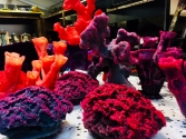 Bright UV corals
