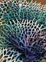Coral fan