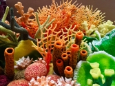 Orange coral collection