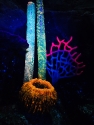 UV corals
