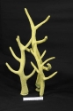 Staghorn coral - artificial corals