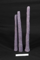 Pipe Corals
