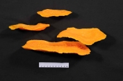 Plate Coral (Montipora capricornis) forms flat, plating colonies. The colonies expand by adding to their foundations and further spreading out. The individual polyps appear as small "bumps" on the surface of the skeleton. At night, the polyps emerge from the skeleton to feed on plankton. The polyps are usually transparent with slight patches of color due to zooxanthellae, symbiotic algae living in the coral's tissue. by ATL