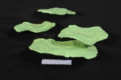 Plate artificial coral, hand made by ATL to accurately replicate natural coral reef system. Beautiful synthetic coral to provide dramatic habitats.