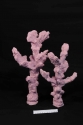Elkhorn coral is considered to be one of the most important reef-building corals in the Caribbean. This species is structurally complex with many large branches. The coral structure closely resembles that of elk antlers