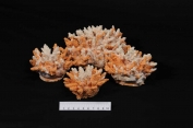 Acropora coral - Artificial Corals