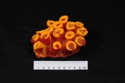 ATL Corals