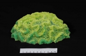 ATL Corals
