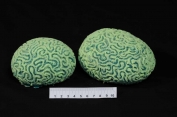 ATL Corals