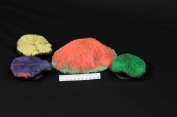 ATL Corals