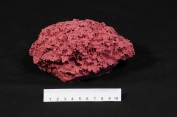 ATL Corals