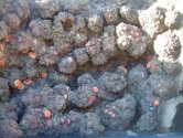 Coral background