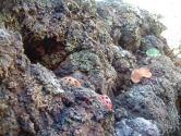 Coral background