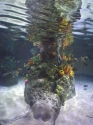 coral-pinnacle