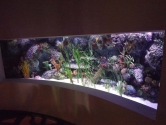 coral-reef-display