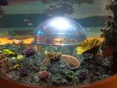 Coral decor and hemisphere view
