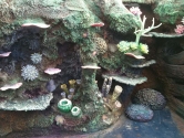 Coral detail decor