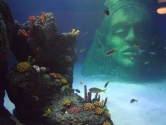 ocean-display-coral