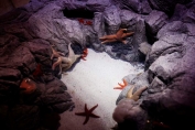 Star fish habitat