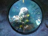 Convex dome view