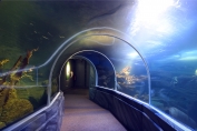 Drop sided tunnel in Sea Life Berlin