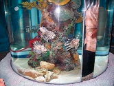 Coral cylinder