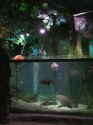 Carp lake display
